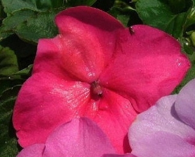 Impatiens Super Elfin