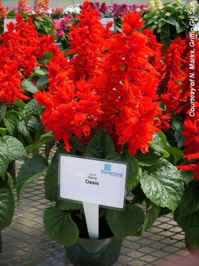 Red Salvia Plant