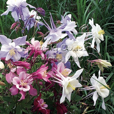 Aquilegia X Hybrida