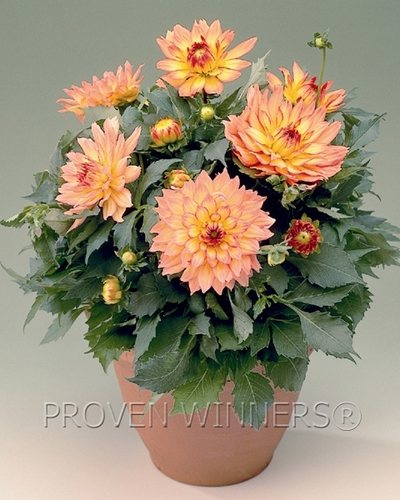 Dhalia Recipes on Dahlia Gallery Pablo From Saunders Brothers Inc