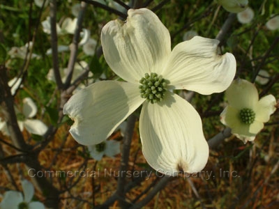 Flowering+dogwood+berries