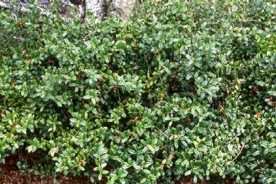 ilex burfordii nana