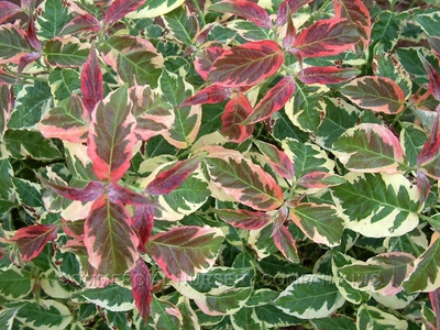 White+flowering+dogwood+leaves