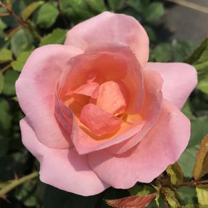 Rose Peachy Knock Out®