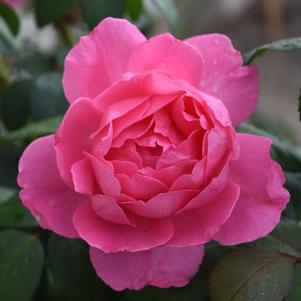 Rose True Bloom® True Inspiration