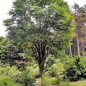 Zelkova+serrata+bark