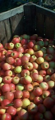 Gala Apple Bin