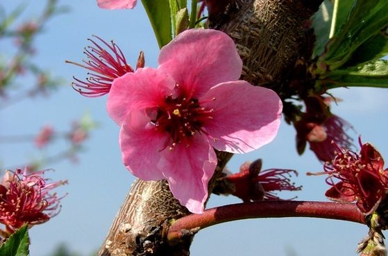 Peach Blossoms
