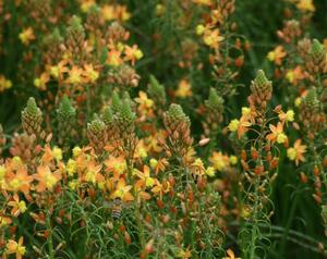 Saunders Brothers Wholesale Nursery