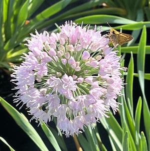 Allium Bubble Bath