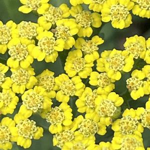 Achillea millefolium Sassy Summer Lemon