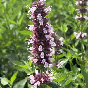 Agastache Beelicious® Pink
