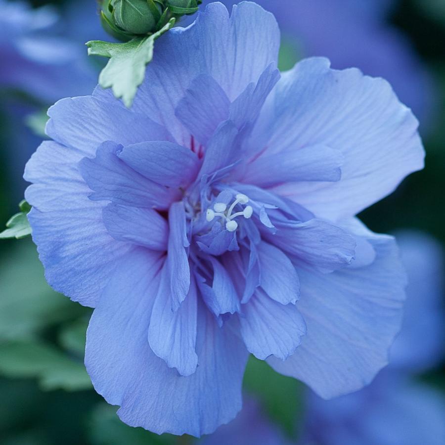 Hibiscus syriacus Blue Chiffon®