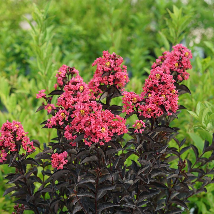 Lagerstroemia indica Center Stage® Coral