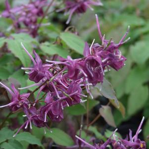 Epimedium grandiflorum 'Purple Prince'
