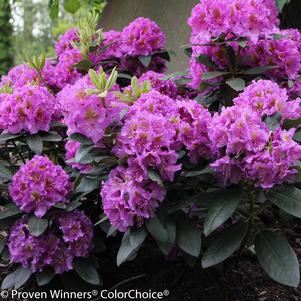 Rhododendron Proven Winners®Color Choice®Dandy Man™Purple