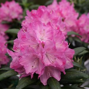 Rhododendron x Proven Winners® Color Choice®Dandy Man®Pink