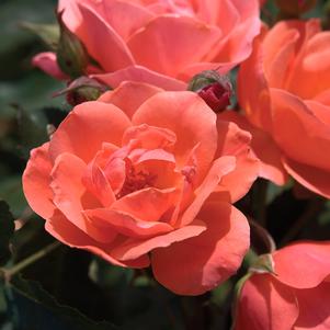 Rose Shrub The Coral Knock Out®