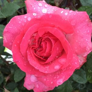 Rosa x grandiflora 'Radtreasure' Tahitian Treasure™