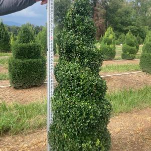Boxwood Topiary Spiral #1 'Dee Runk' 4-5'