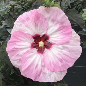 Hibiscus Summerific® 'Spinderella'