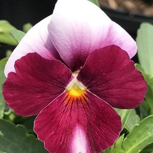 Viola ColorMax Beacon™ Rose
