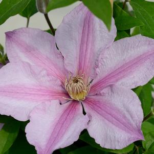 Clematis Sally™