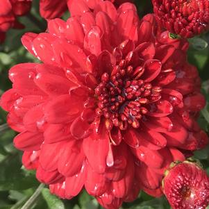 Chrysanthemum Hestia™ Hot Red