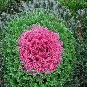 ORNAMENTAL KALE 'Glamour Red'