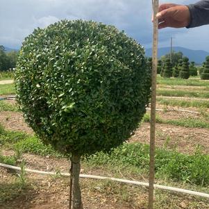 Boxwood Topiary Misc. #1 sempervirens 36-42