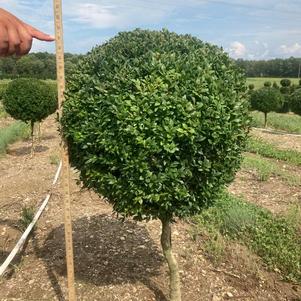 Boxwood Topiary Misc. #1 sempervirens 30-36