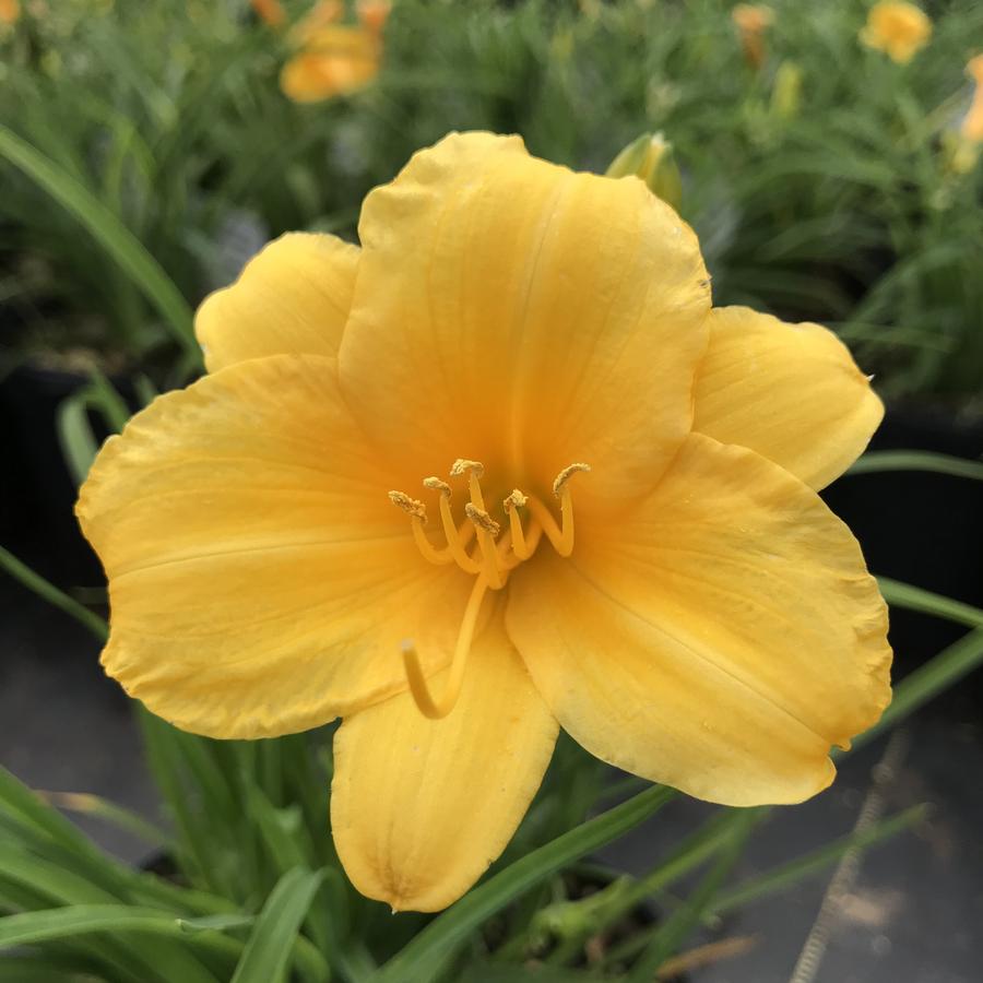 Hemerocallis 'Stella de Oro'
