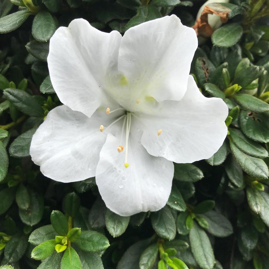 Azalea Bloom-A-Thon&reg; White