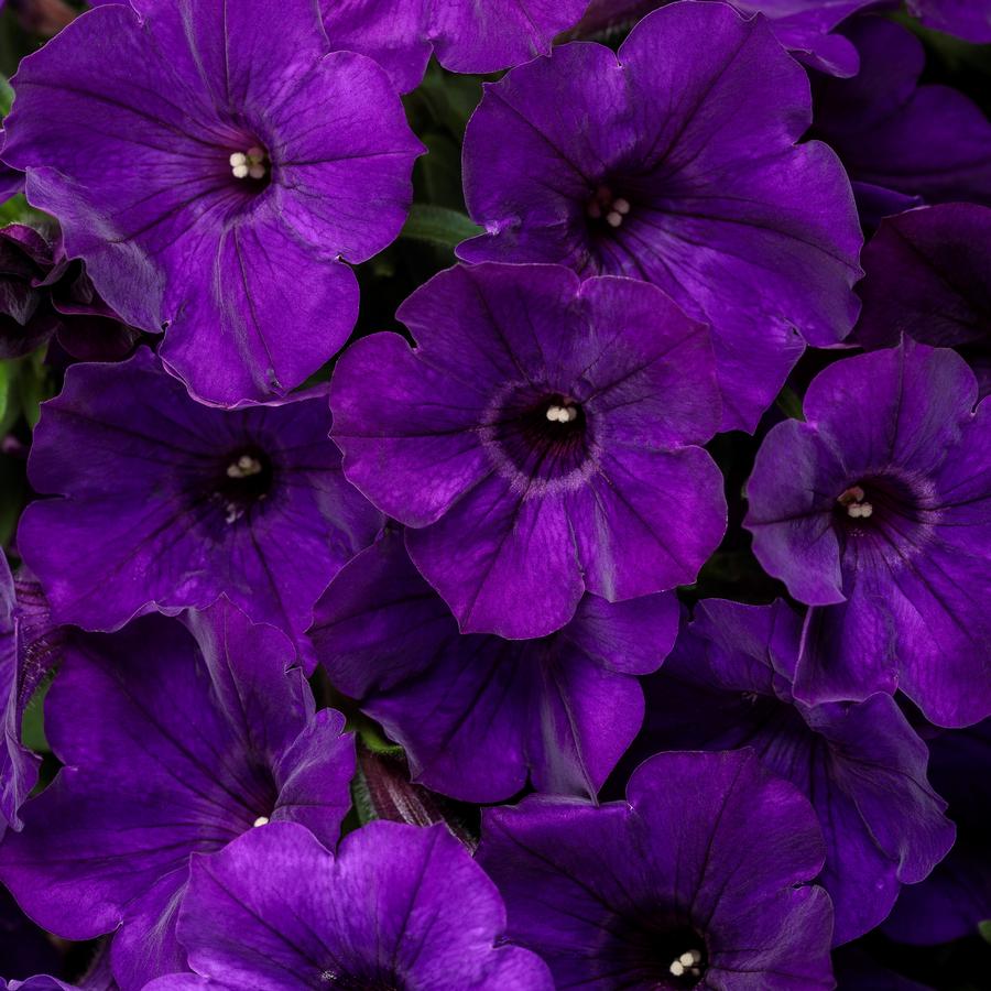 Petunia Supertunia® Royal Velvet