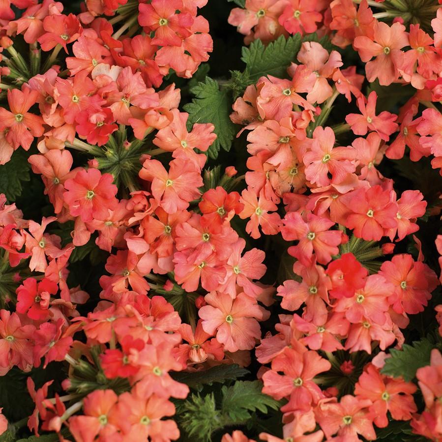 Verbena Superbena® Royale Peachy Keen