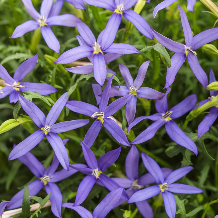 Laurentia Beth's Blue&reg;