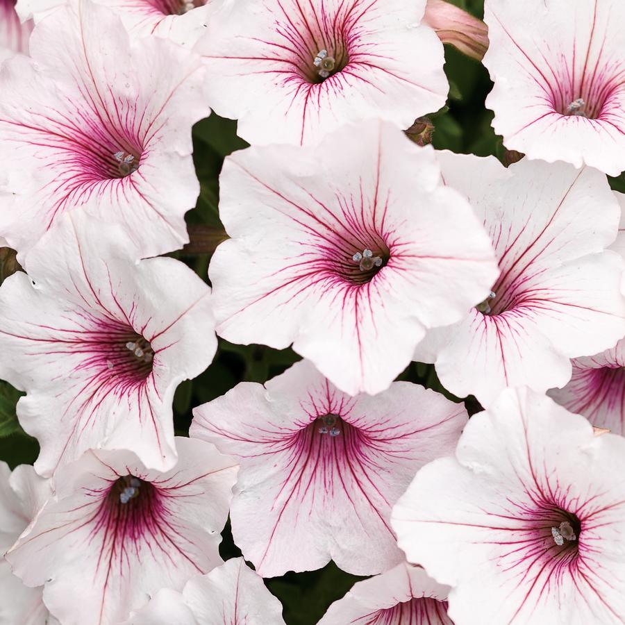 Petunia Supertunia® Vista Silverberry