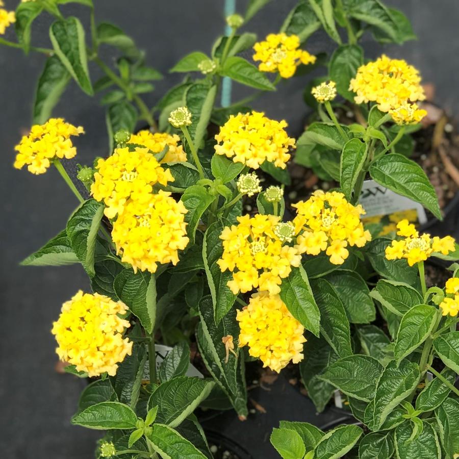 Lantana Luscious&reg; Bananarama