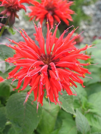 Monarda didyma 'Gardenview Scarlet'