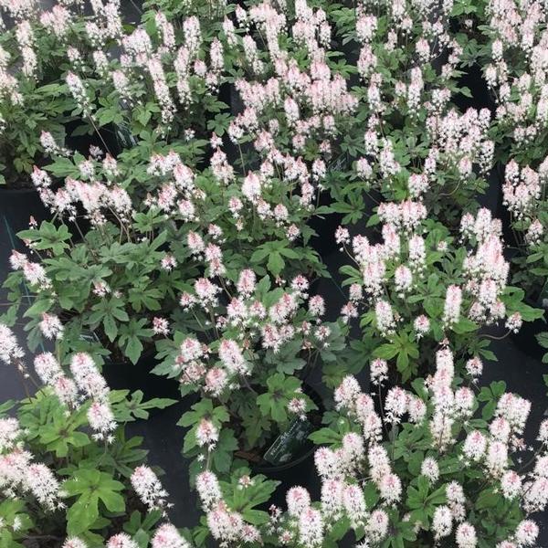 Tiarella 'Spring Symphony'