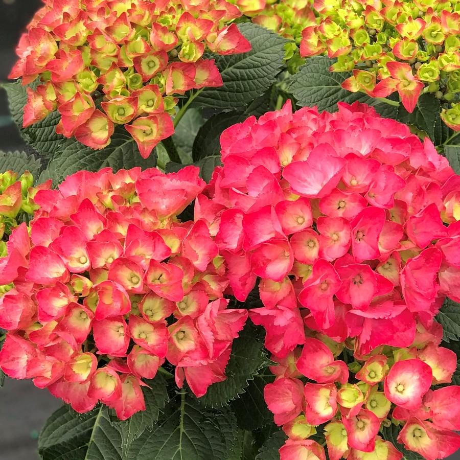 Hydrangea macrophylla Cityline&reg; Paris