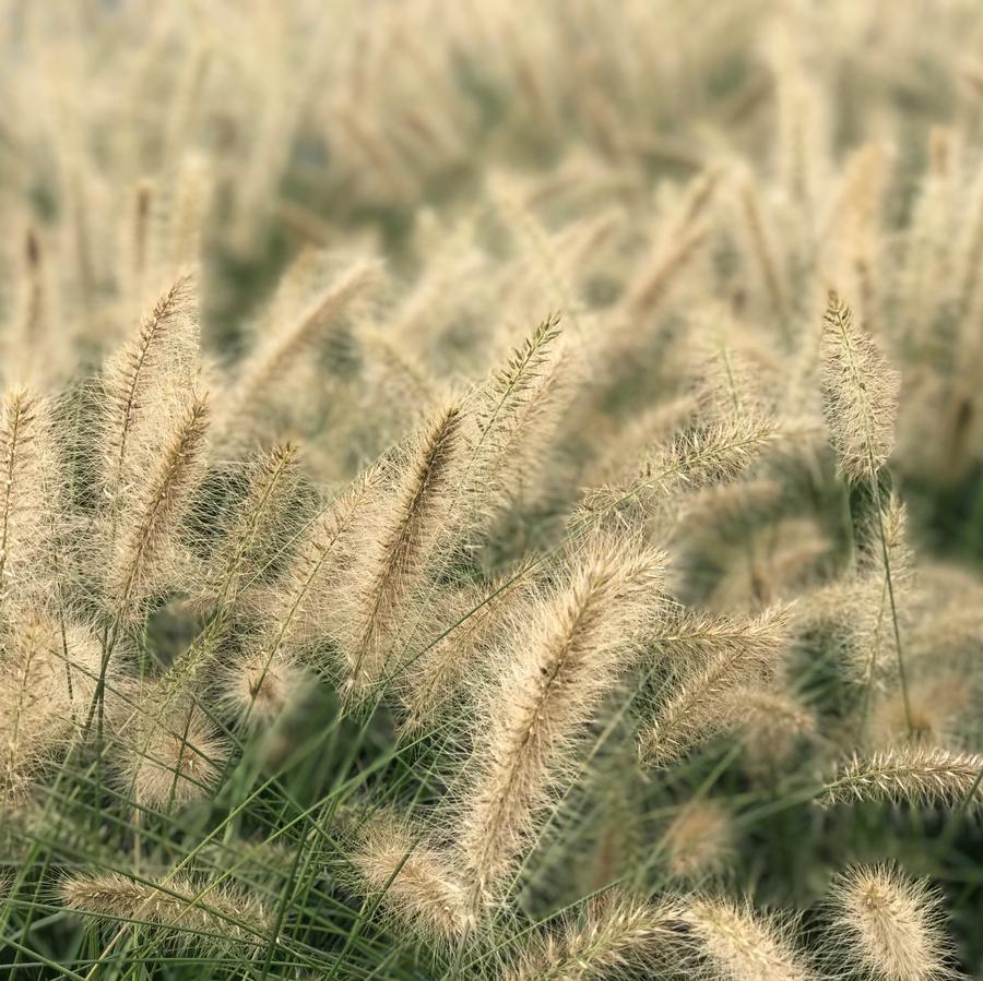 Pennisetum alopecuroides 'Cassian'