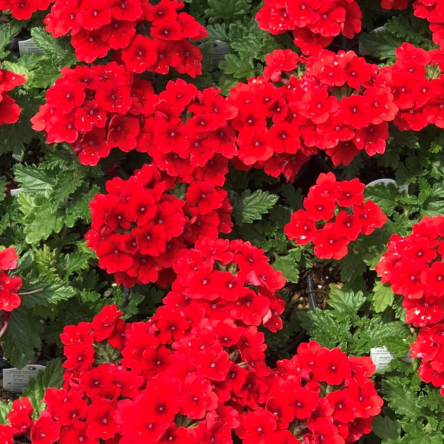Verbena Empress&trade; Flair Red