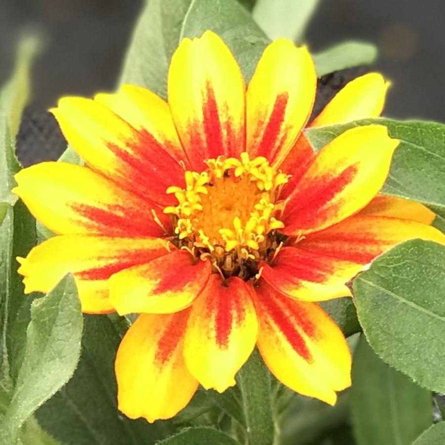 Zinnia marylandica Zahara™ Sunburst