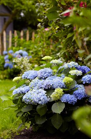 Hydrangea Macrophylla Hokomarevo Everlasting Revolution Bigleaf Hydrangea From Saunders Brothers Inc