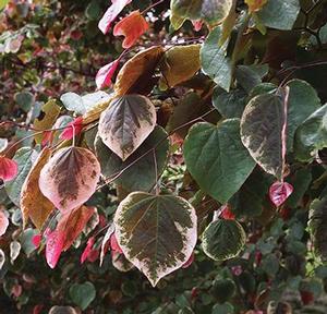 Cercis canadensis Carolina Sweetheart™