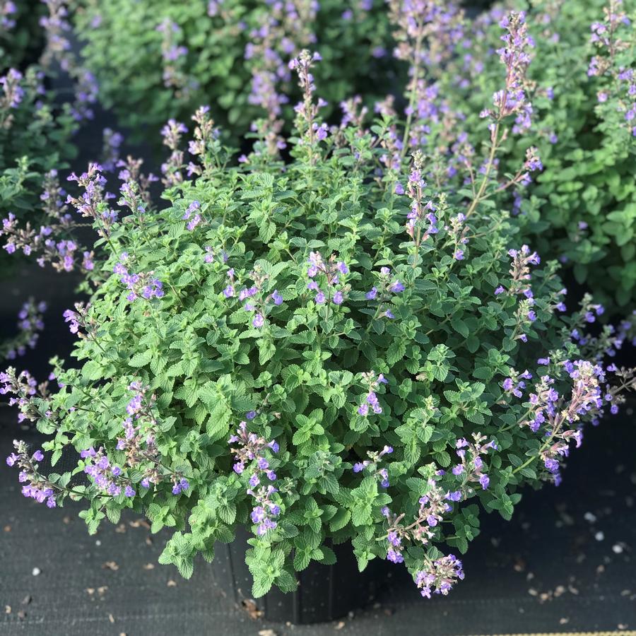 Nepeta faassenii Purrsian Blue