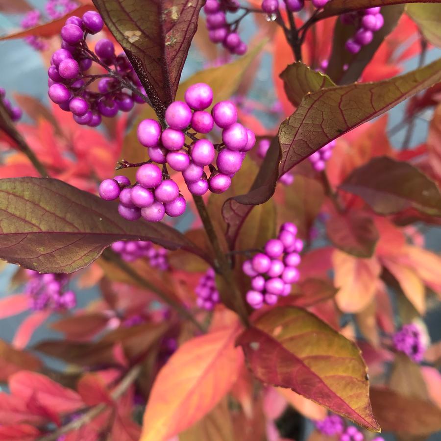 Callicarpa x Pearl Glam™ Beautyberry from Saunders Brothers Inc