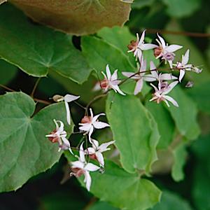 Epimedium grandiflorum 