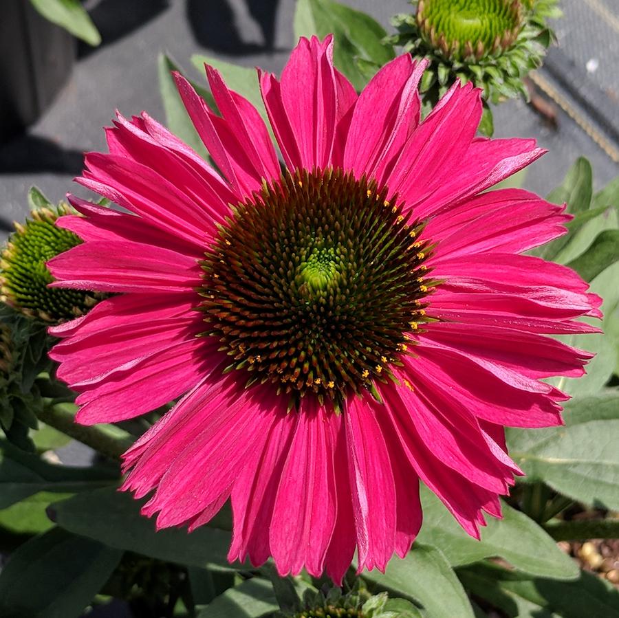 Echinacea Kismet™ Raspberry